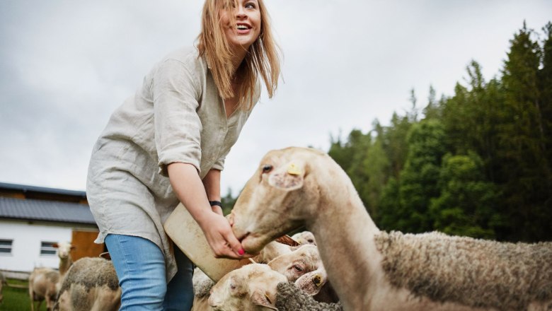 Sheep, © Waldviertel Tourismus, Gerhard Wasserbauer A woman feeds sheep in a meadow in front of a forest.