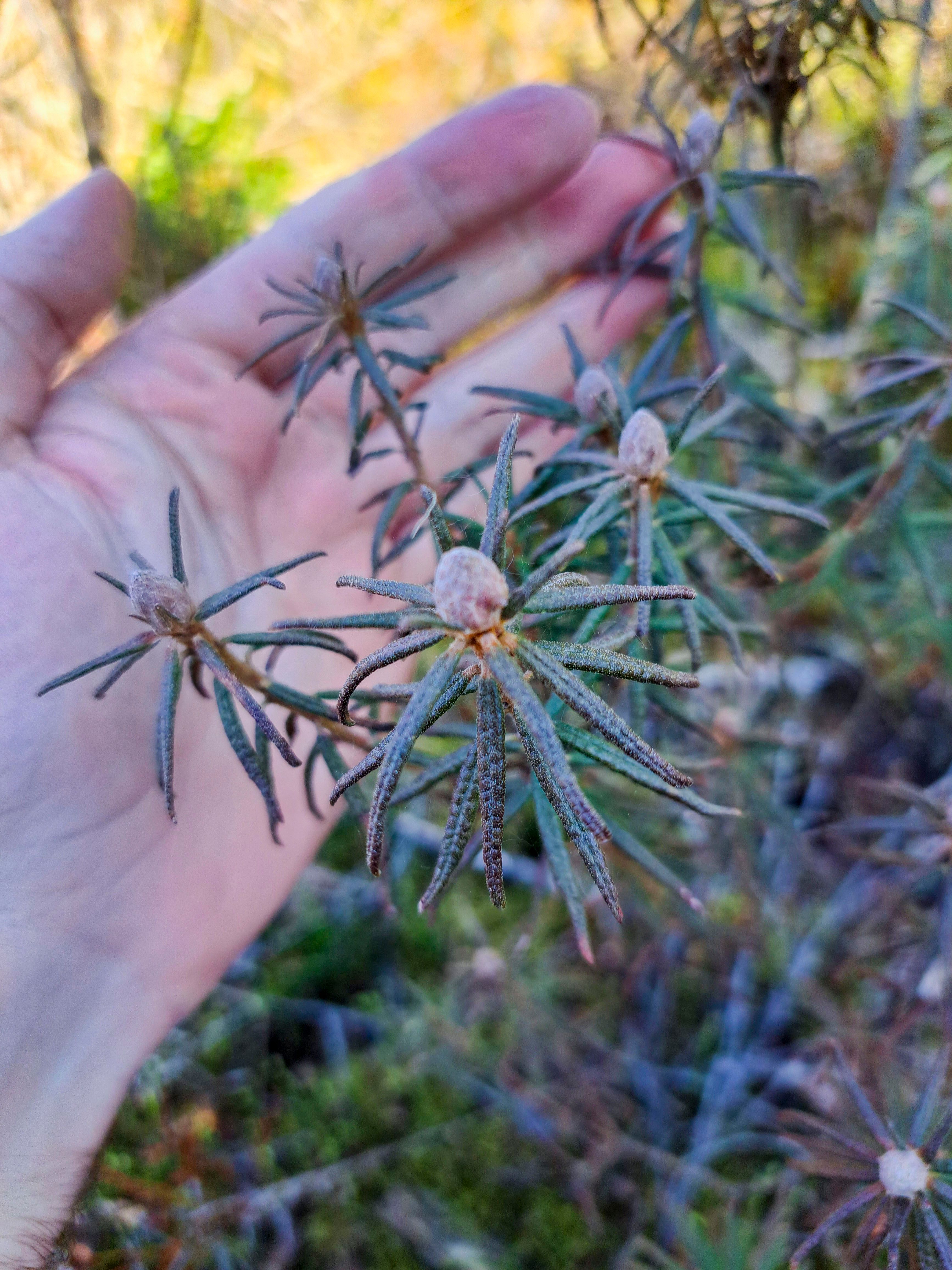 Sumpfporst, seltene Moorpflanze