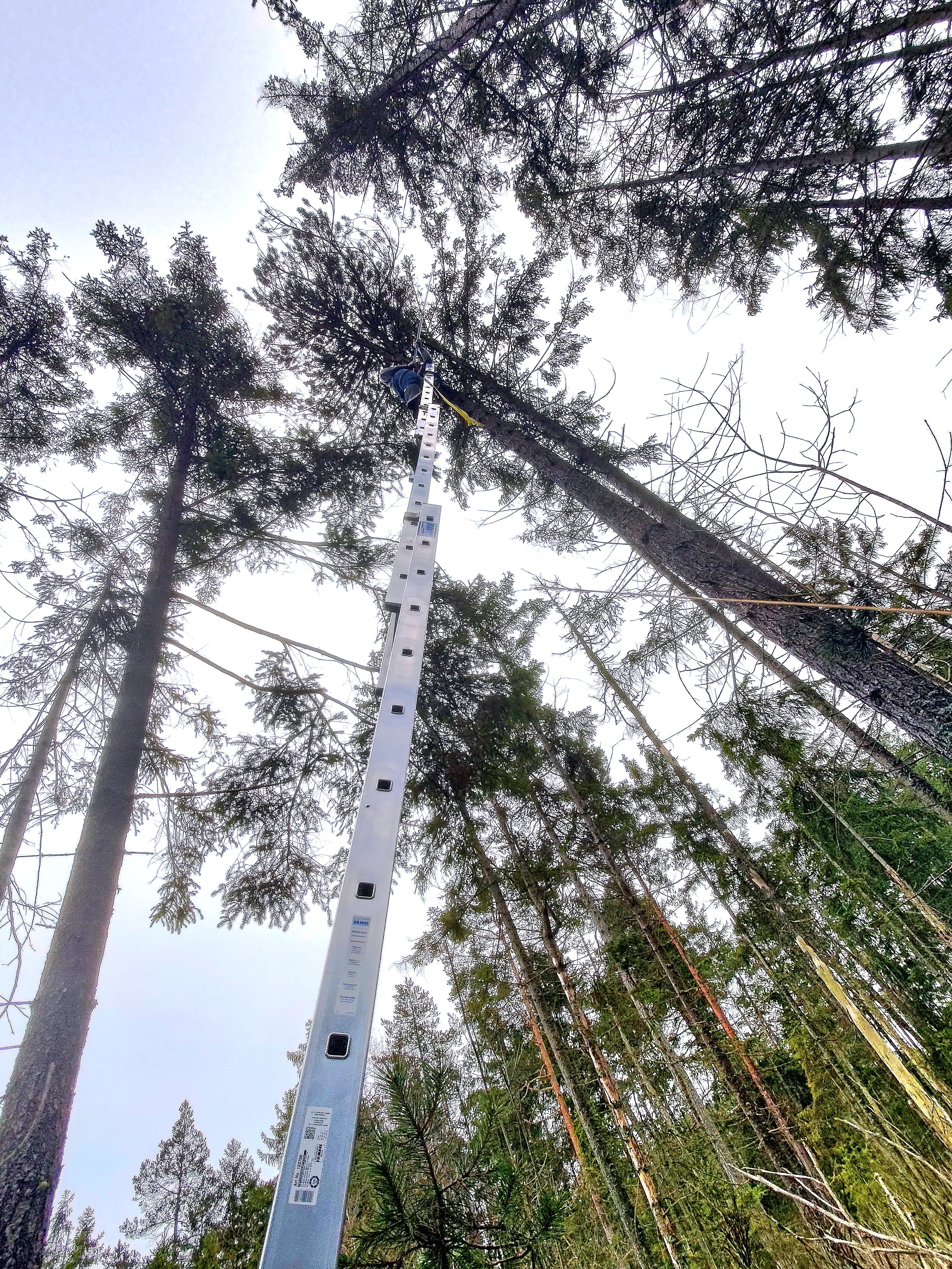 Zapfenbeerntung bei Spirken