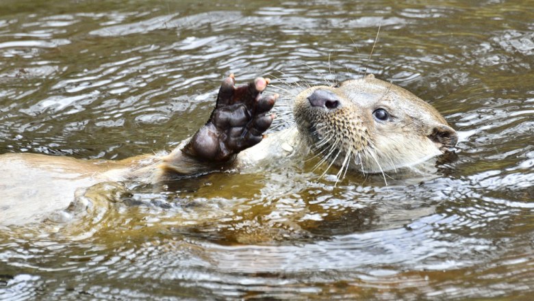 Fischotter beim Rückenschwimmen, © Herfried Marek