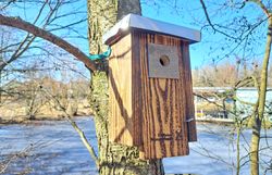 Nistkasten im Wassergarten