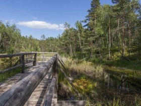 Steg Hochmoor Schrems, &copy; Sonja Eder