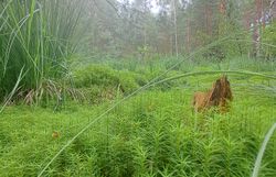 Torfmoos im Naturpark Hochmoor