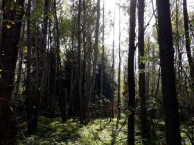 Hochmoor Schrems, &copy; Stadtgemeinde Schrems