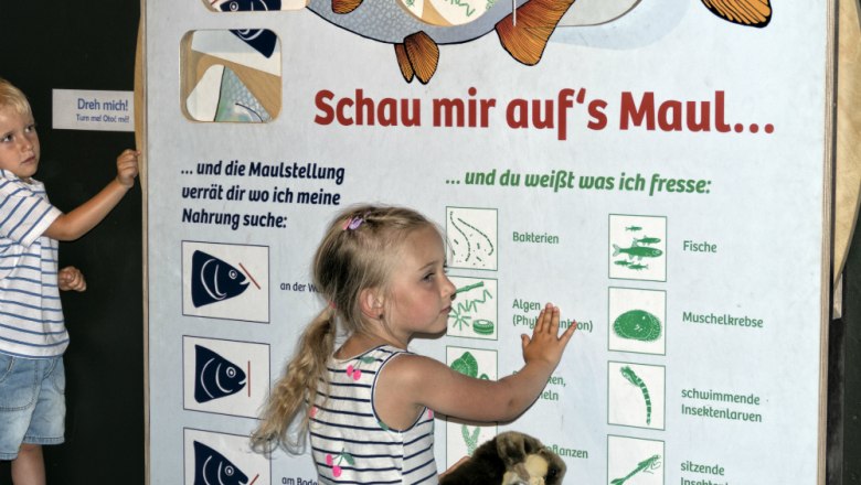 Fischmaulrad, &copy; UnterWasserReich/Wolgang Dolak