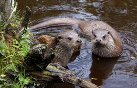 Otter pair in the UnterWasserreich, © Wolfgang Dolak