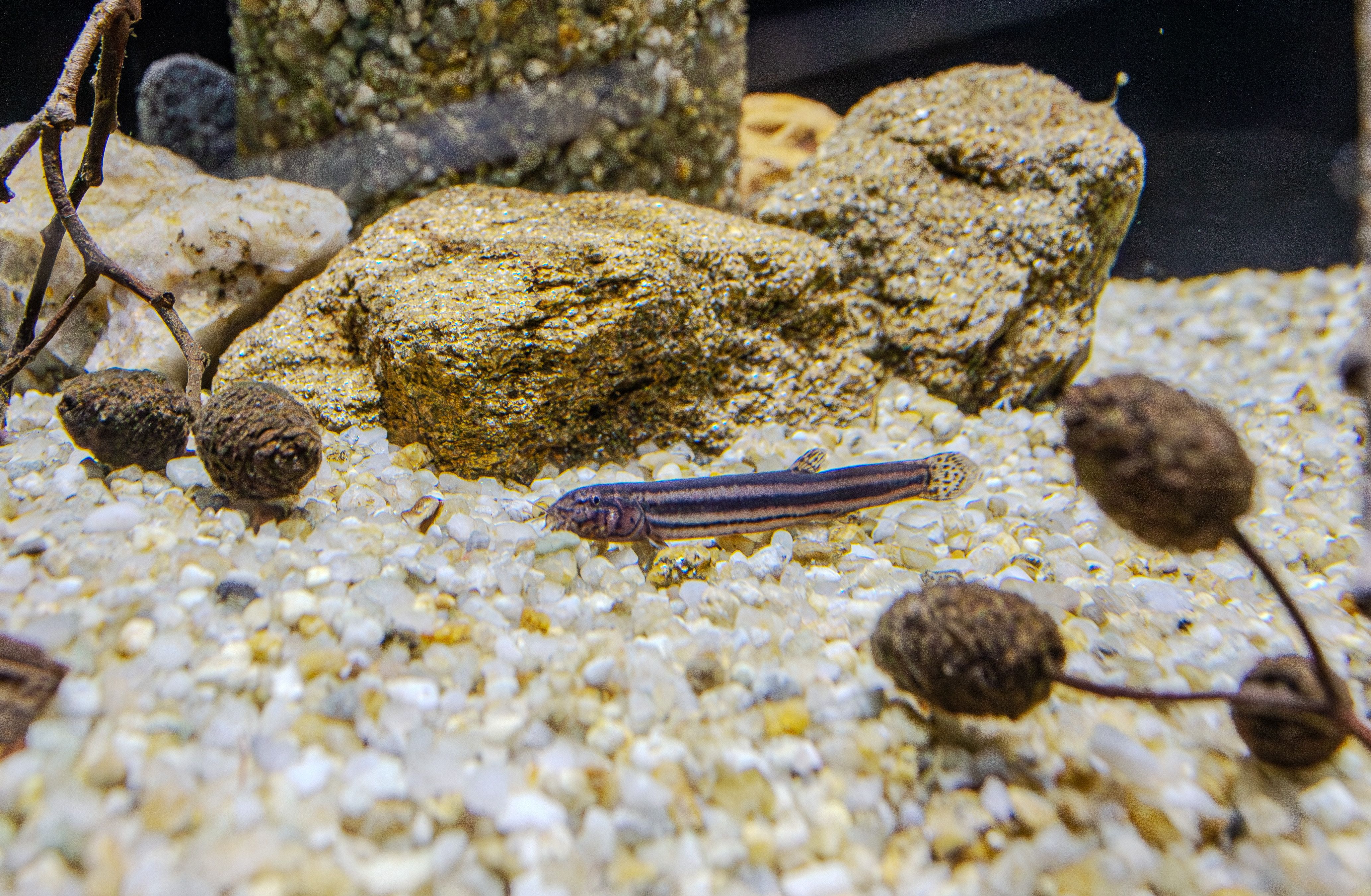 Schlammpeitzger - Fisch des Jahres 