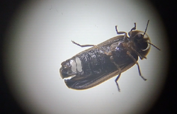 Leuchtkäfermännchen unter dem Mikroskop