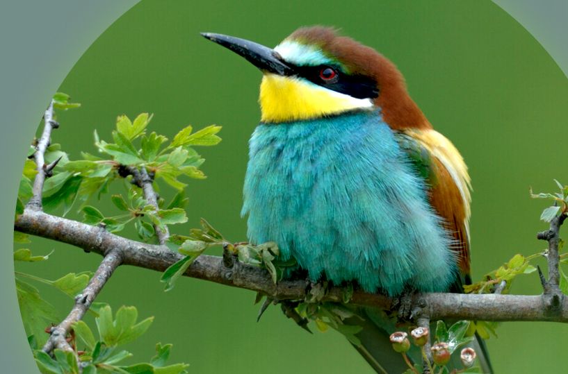 Projekt Bioblitz, Bild Europ. Bienenfresser