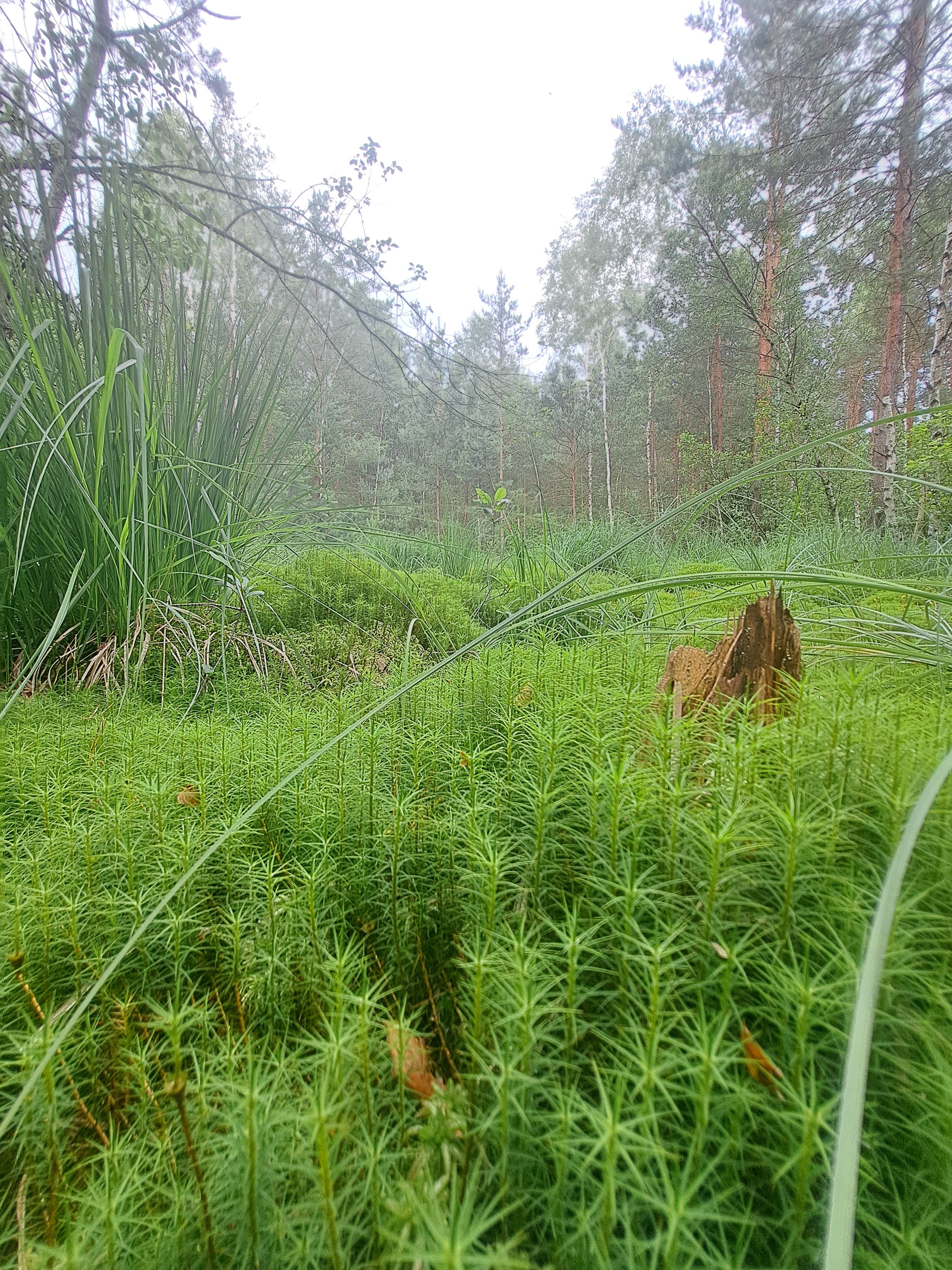 Torfmoos im Naturpark Hochmoor