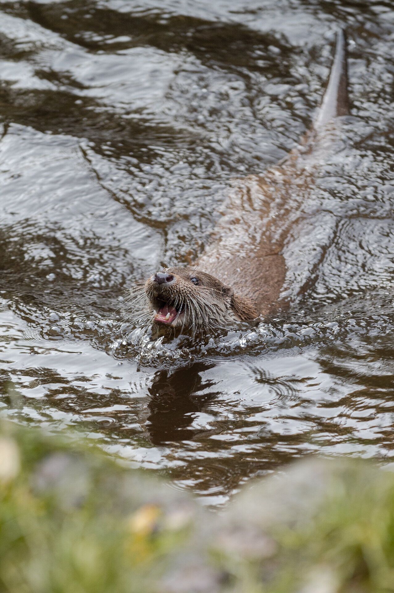 Ein lebhaftes Schauspiel in der klaren Wasserlandschaft, wo der Fischotter fröhlich durch die Wellen gleitet. Sein verspieltes Verhalten und die spritzenden Tropfen schaffen eine Atmosphäre voller Lebensfreude und Abenteuer. Hier in der Natur wird jeder Moment zu einem unvergesslichen Erlebnis.