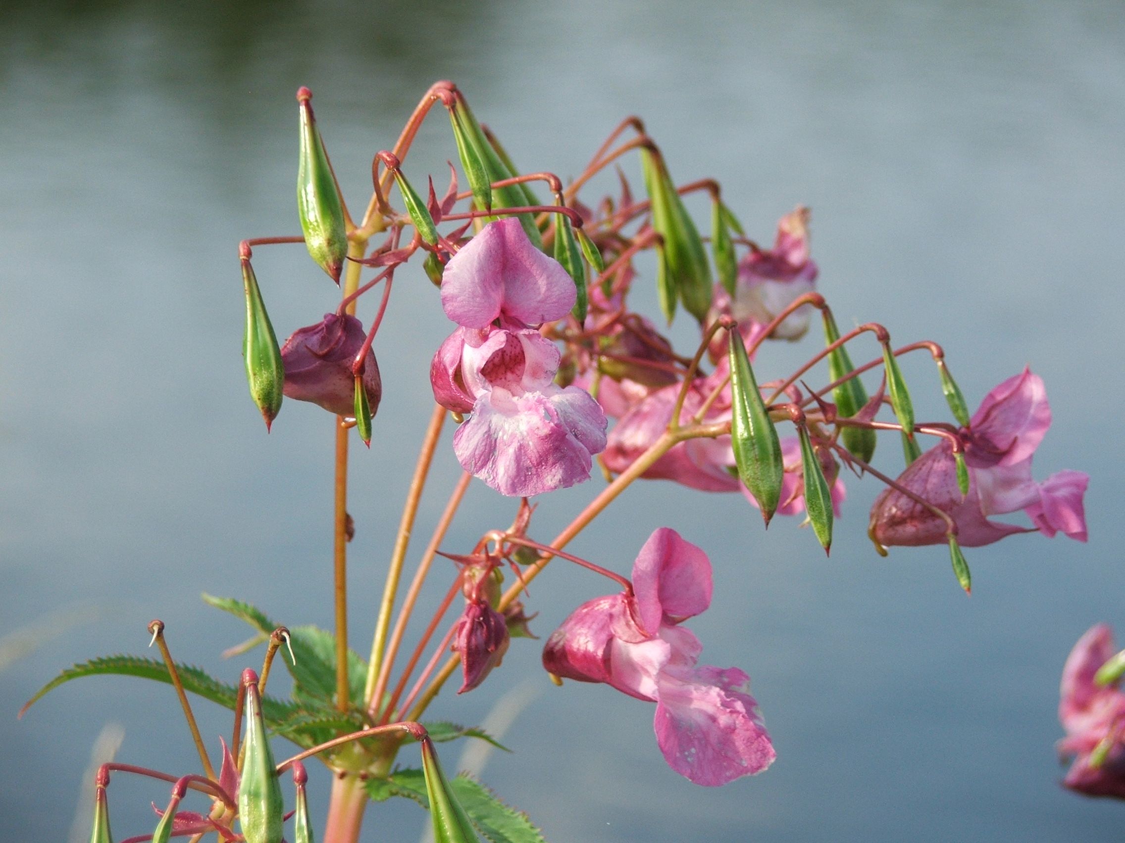 Invasives Drüsiges Springkraut Blüte