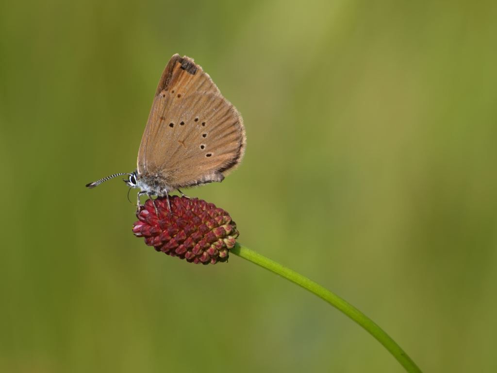 Dunkler Wiesenknopf & Ameisenbläuling