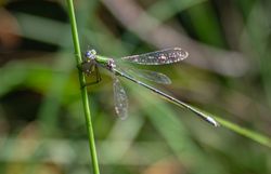 Kleine Binsenjungfer, vom Aussterben bedrohte Libellenart