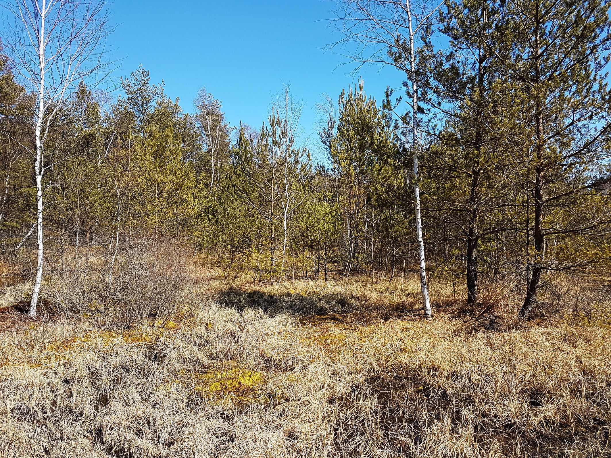 Teilfläche Hochmoor Schrems Süd