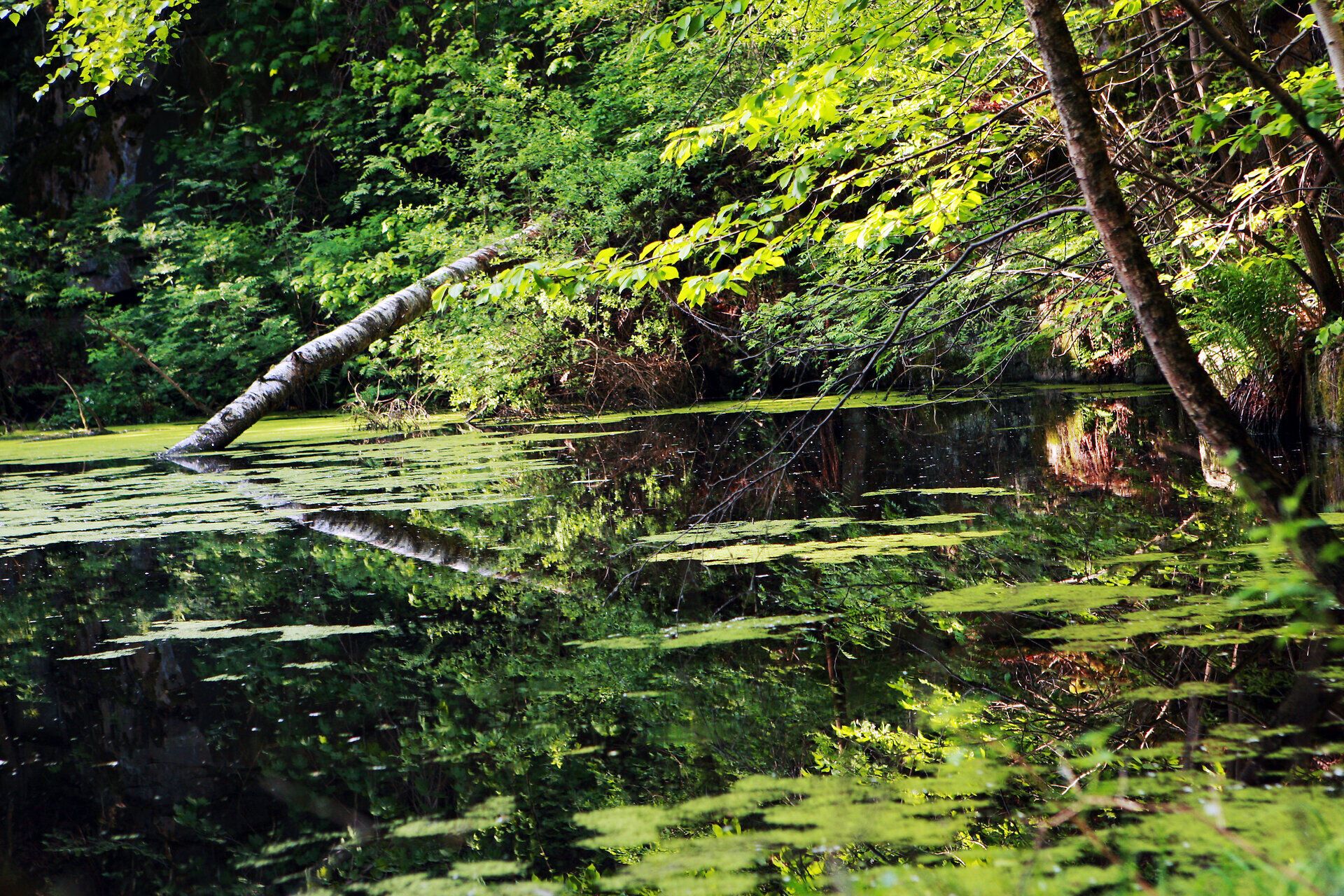 Ein ruhiger, idyllischer Ort, wo das sanfte Plätschern des Wassers und das Zwitschern der Vögel eine harmonische Melodie bilden. Die üppige grüne Vegetation spiegelt sich im klaren Wasser wider und schafft eine traumhafte Kulisse für Naturliebhaber und Erholungssuchende.