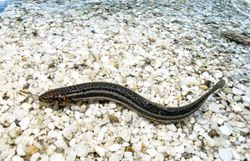 Schlammpeitzger - Fisch des Jahres 