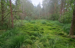 Hochmoor Schrems Teilfläche Nord - Moospolster