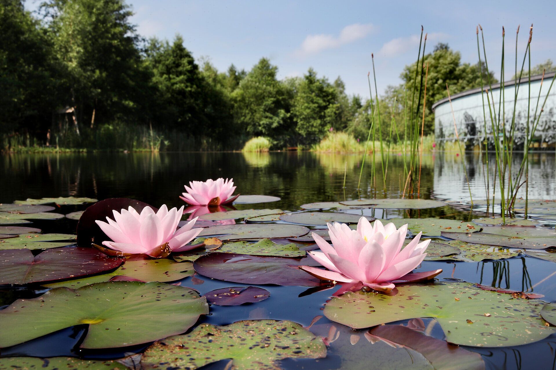 Die sanften Wellen des Wassers spiegeln die zarten Blüten der Seerosen wider, während die umgebende Natur in sattem Grün erstrahlt. Ein Ort der Ruhe und des Staunens, ideal für Familienausflüge und entspannte Momente in der Natur.