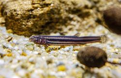 Schlammpeitzger - Fisch des Jahres 