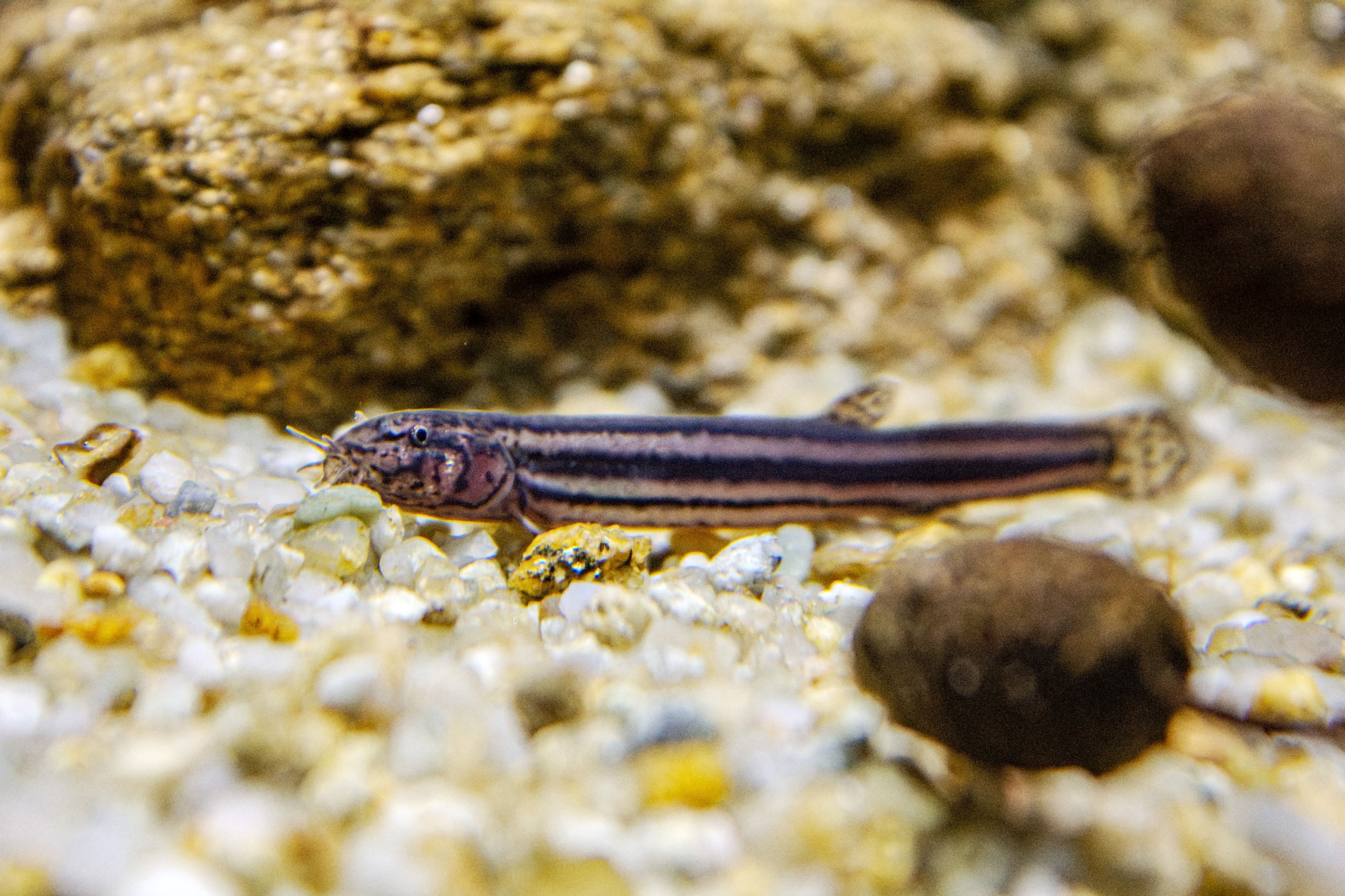 Schlammpeitzger - Fisch des Jahres 