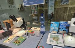 Artenbestimmung in der Mikroskopierstation des UnterWasserReichs