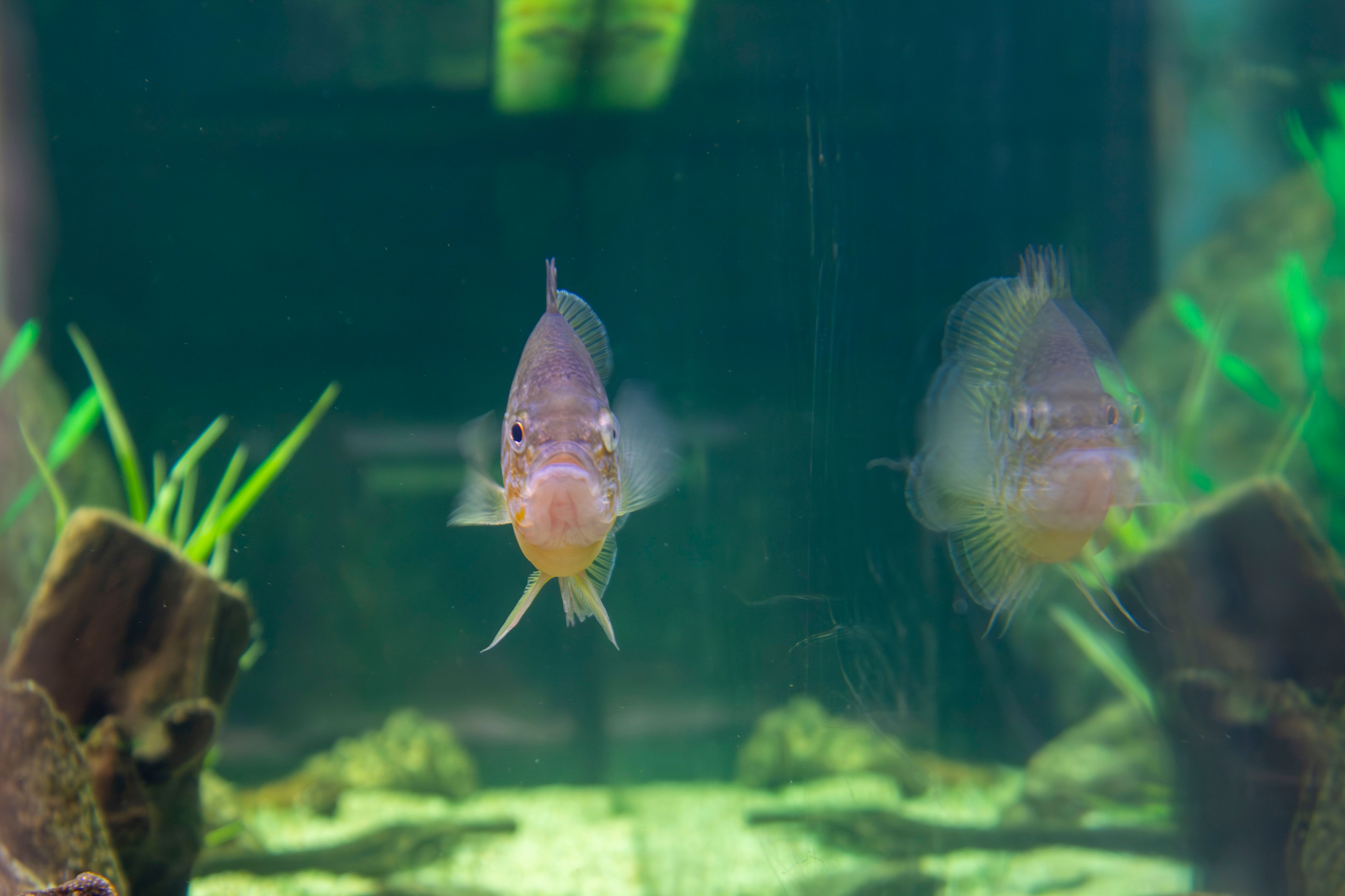 Aquarium, Fisch & Pflanzen, Spiegelung