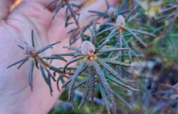 Sumpfporst, seltene Moorpflanze