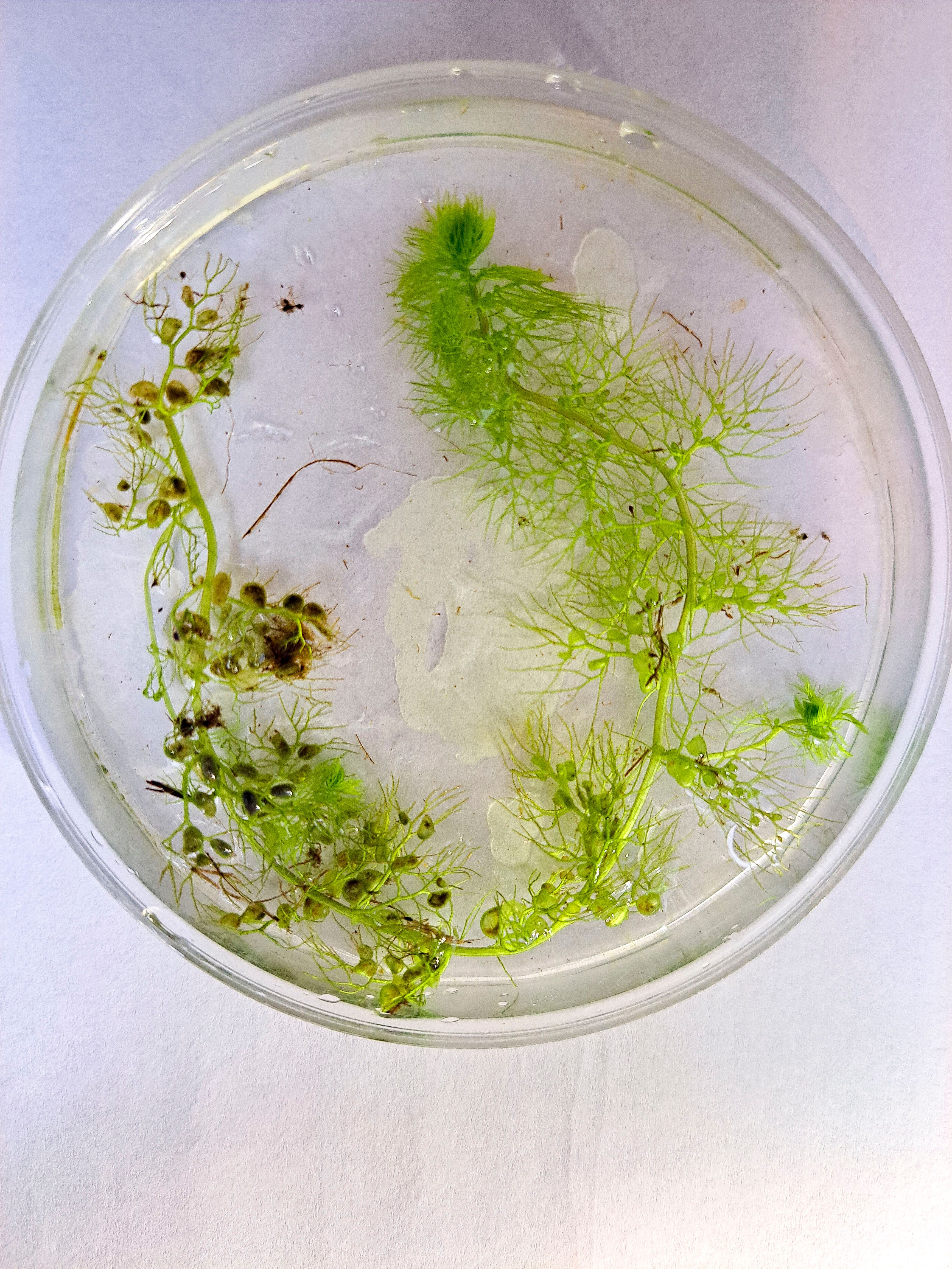 Wasserschlauch, seltene fleischfressende Pflanze