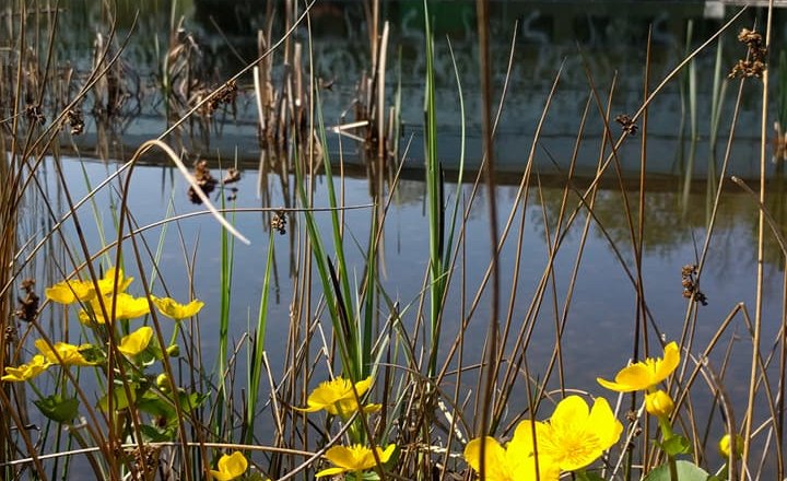 Sumpfdotterblumen, © UnterWasserReich/Christiane Mader