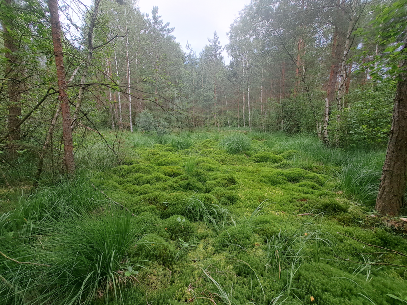 Hochmoor Schrems Teilfläche Nord - Moospolster