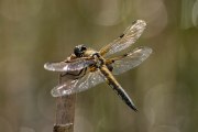 Libelle, © UWR