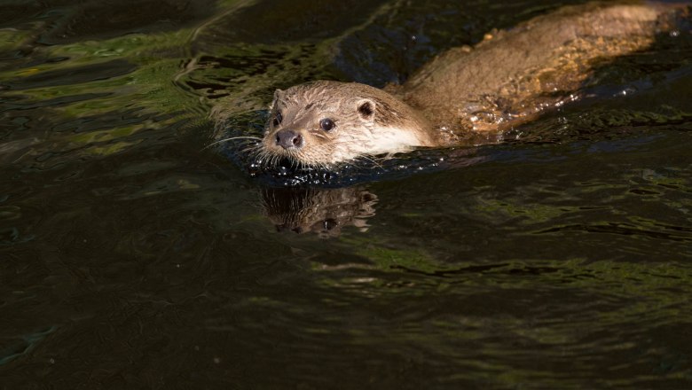 Otter im Wasser, © lichtkroko