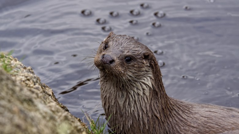 Otterdame Luca - in Memoriam, © UnterWasserReich