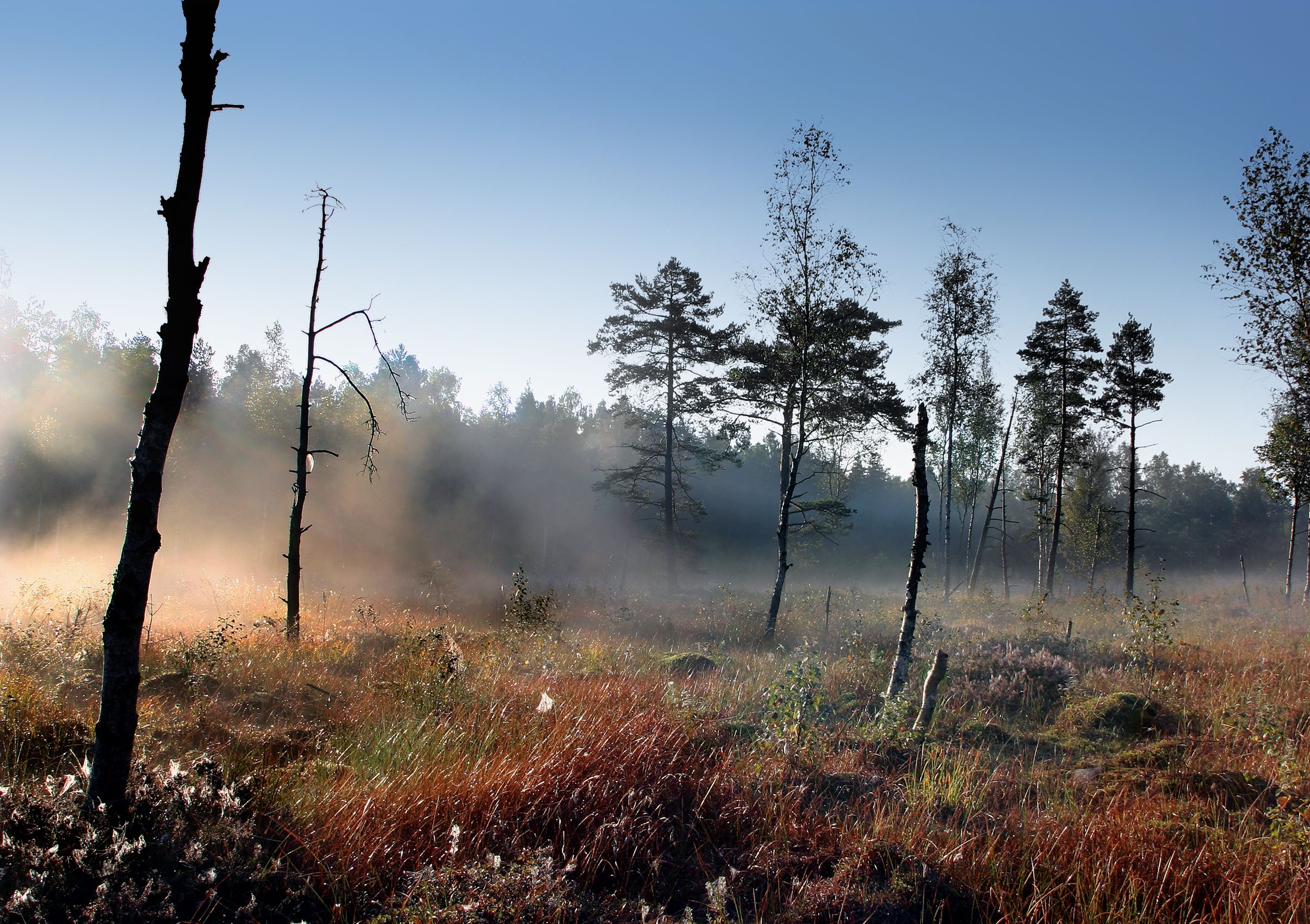 Nebel im Heidenreichsteiner Moor mit Bäumen und Gras im Vordergrund.