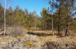 Teilfläche Hochmoor Schrems Süd