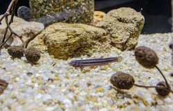 Schlammpeitzger - Fisch des Jahres 