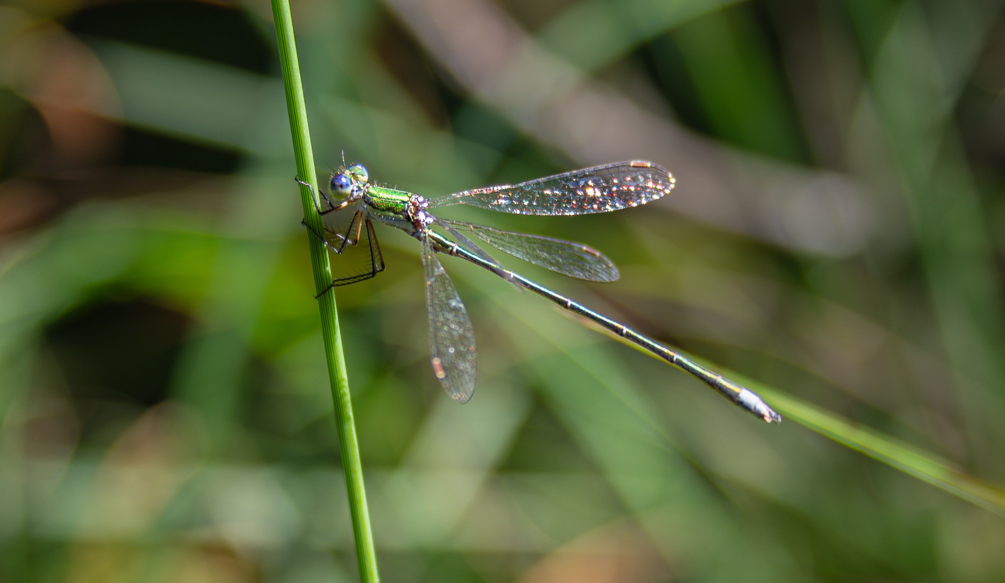 Kleine Binsenjungfer, vom Aussterben bedrohte Libellenart