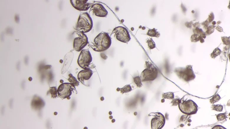 Plankton aus dem Teich