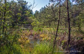 Hochmoor Schrems, &copy; UnterWasserReich/Sonja Eder