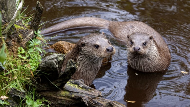 Otter pair in the UnterWasserreich, © Wolfgang Dolak