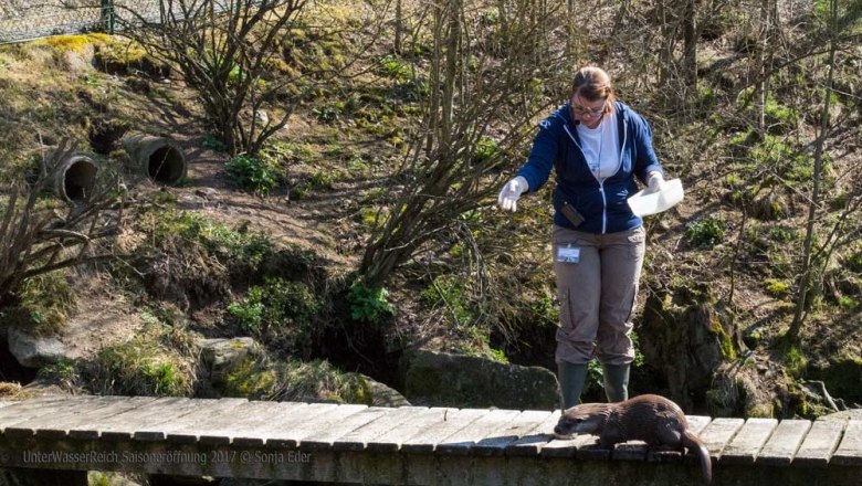 Otterfütterung_Hannah, © UnterWasserReich