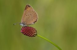 Dunkler Wiesenknopf & Ameisenbläuling