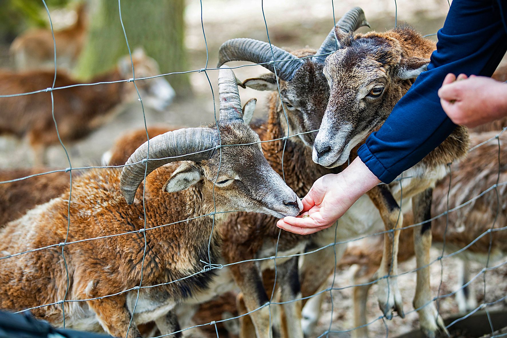 Zwei Mufflons werden durch einen Zaun hindurch gefüttert.