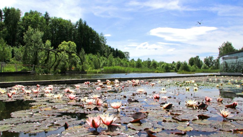 Seerosen_Wassergarten, © UnterWasserReich/Sonja Eder