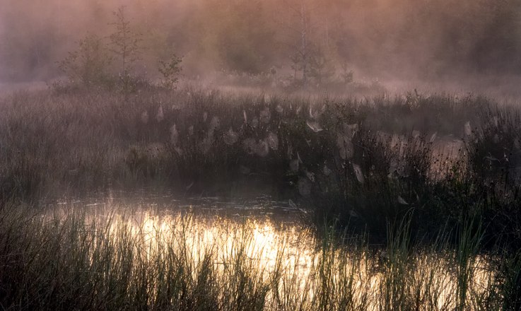 Hochmoor am Morgen, © Wolfgang Dolak