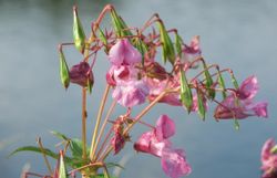 Invasives Drüsiges Springkraut Blüte