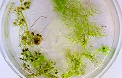 Wasserschlauch, seltene fleischfressende Pflanze