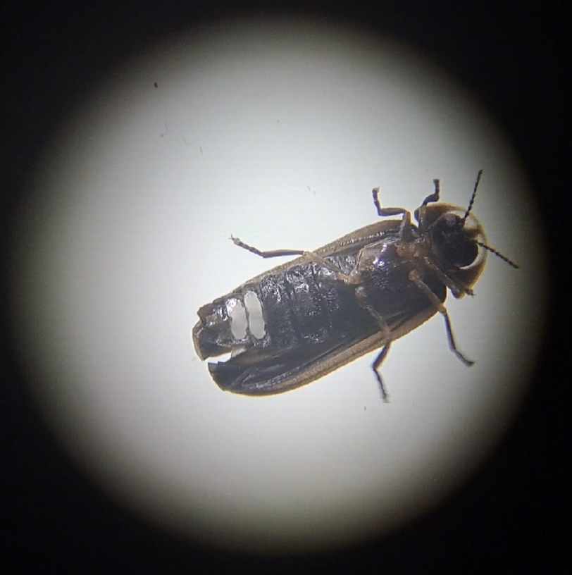 Leuchtkäfermännchen unter dem Mikroskop