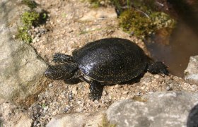 Sumpfschildkröte, © UnterWasserReich/Thomas Kainz